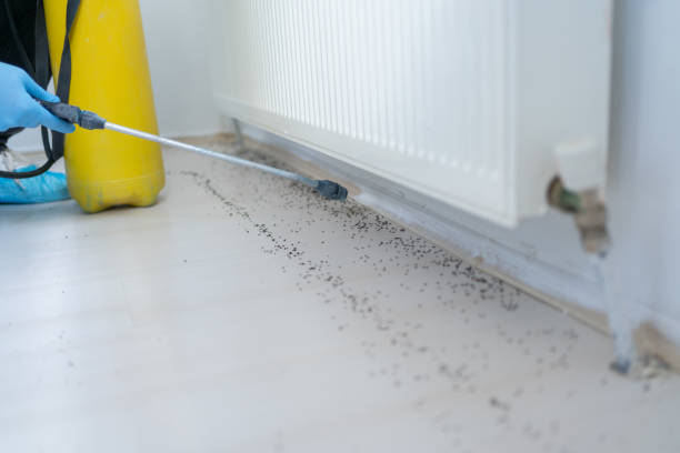 Reliable Massanutten, VA Pest Control Solutions